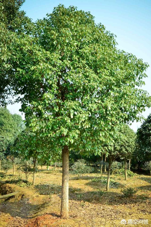 福州街道香樟树的特点:香樟树可以在豫北种植吗？怎么样才能提高成活率？