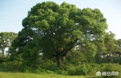 福州街道香樟树的特点:香樟树可以在豫北种植吗？怎么样才能提高成活率？