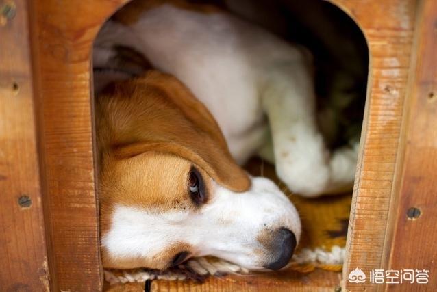 头条问答 狗狗最长能活多久 巨小萌训犬的回答 0赞