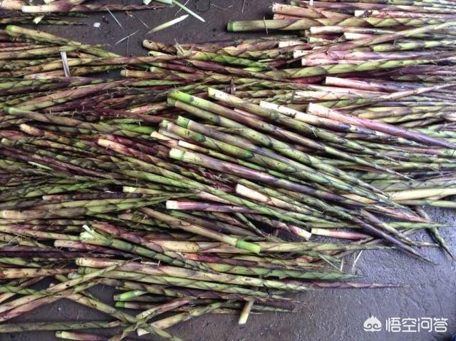 苦笋怎么样长久保存，农村野竹笋是山区土特产，怎样保鲜到春节出售？