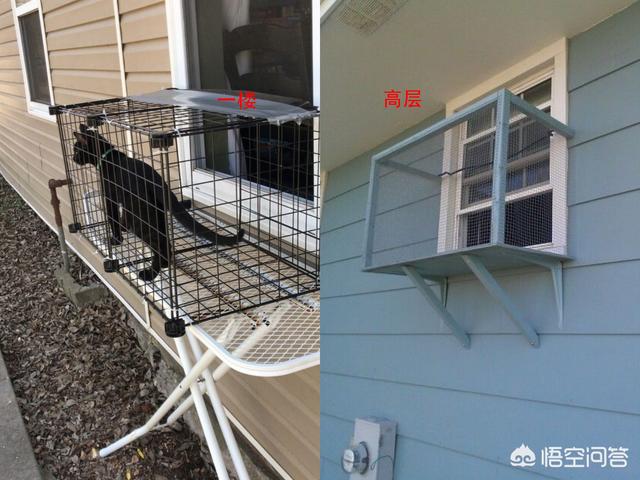 369宠物网图片:宠物消费激增，年轻人如何排解孤独？
