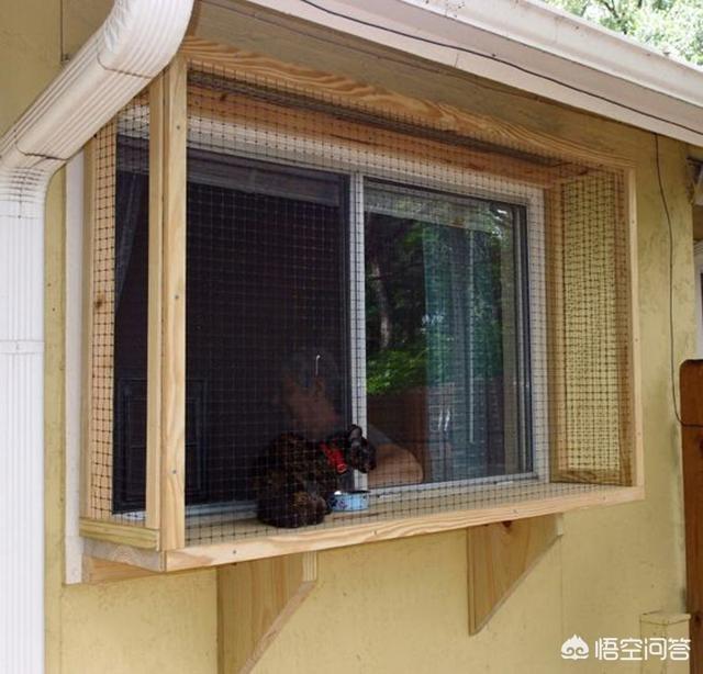 369宠物网图片:宠物消费激增，年轻人如何排解孤独？