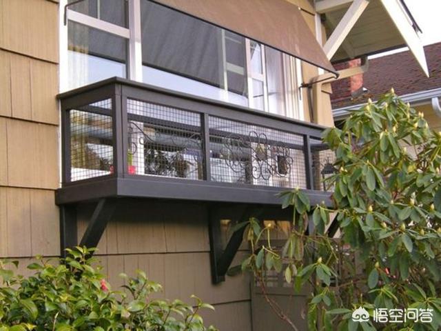 369宠物网图片:宠物消费激增，年轻人如何排解孤独？