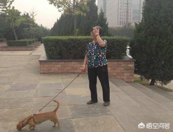 柯基犬窝咳能自愈吗:柯基咳嗽会死吗？柯基咳嗽是什么声音？