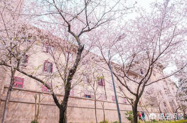 武汉大学文学院:想去武汉大学读汉语言专业，你觉得怎么样？