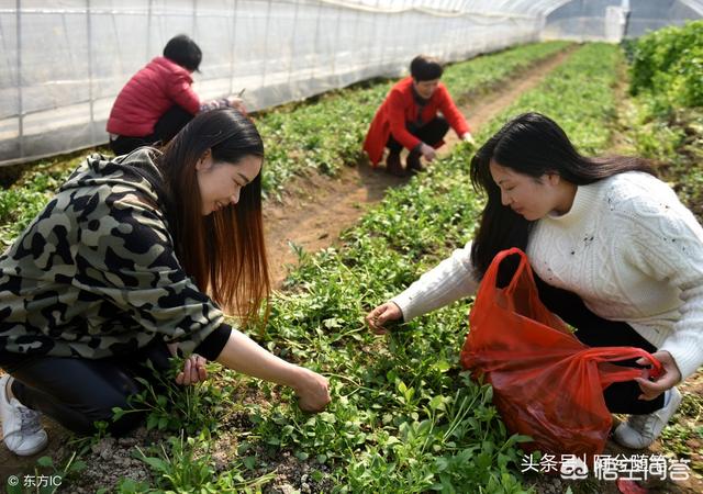 春天,城里人到农村釆挖野菜需要注意些什么？