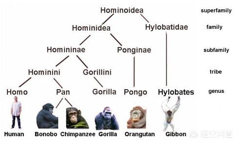 印尼红毛猩猩被强迫:巨猿跟人类的起源有何关联？