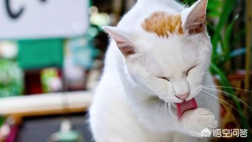 猫咪摇头:猫咪达拉耳朵甩头，猫咪耳朵干净却爱甩头怎么回事？