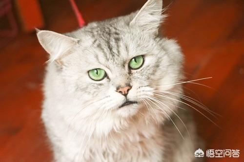 金吉拉猫图片:金吉拉不好好吃饭，金吉拉不好食怎么喂？