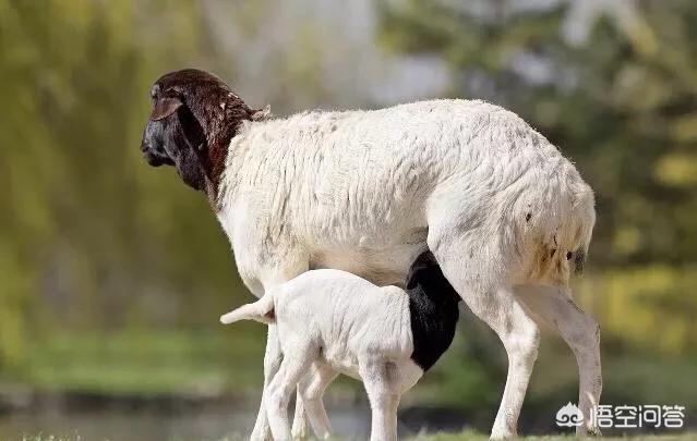 羊美容養生知識,怎樣養羊才能保證羊肉營養價值更高？