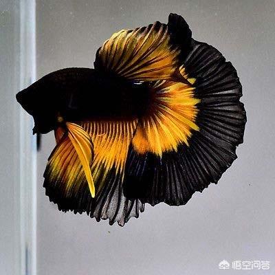 热带鱼养殖:什么热带鱼皮实好养活适合新手？