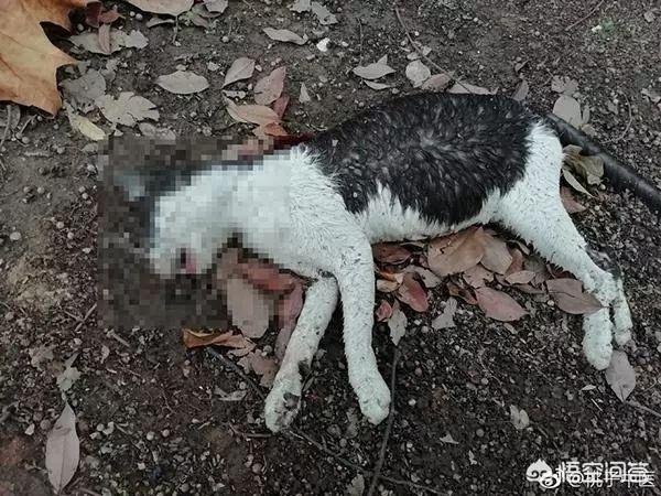 何兴丽摔狗案件:中国留学生虐猫被控告，你怎么看？
