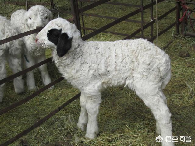 头条问答 山东的羊能买吗 成活率是多少 6个回答