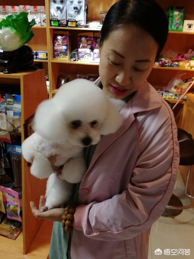 比熊狗:比熊总是挠痒痒怎么回事？