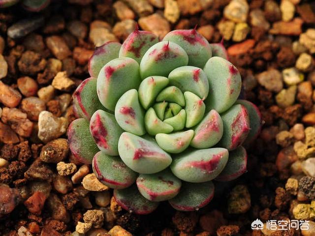 玉怎么样才算被养活了,怎么样才能看出移栽大银杏树是否成活呢？