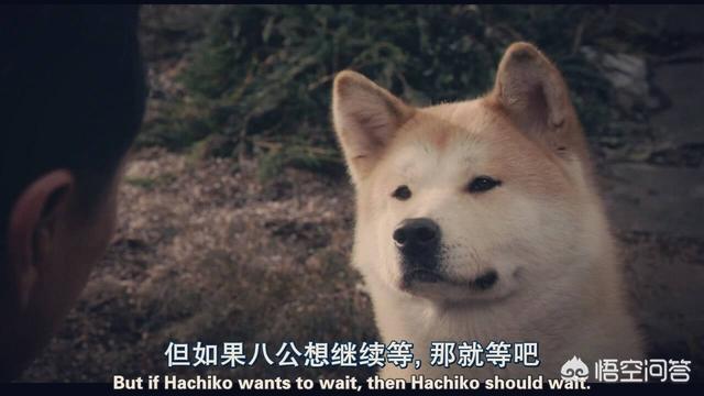 秋田犬八公 资料:《忠犬八公的故事》为什么催人泪下？