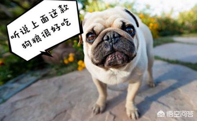 描写小巴哥犬的作文:那么多人喜欢养巴哥犬，是什么原因？