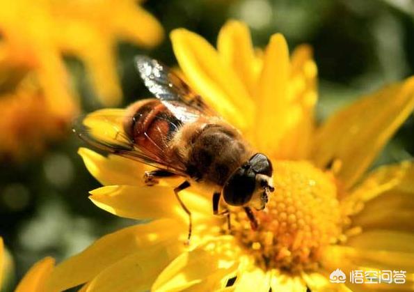 蜜蜂的生活习性主要有哪些:中蜂有哪些生理特点？怎样才能让它不逃亡？