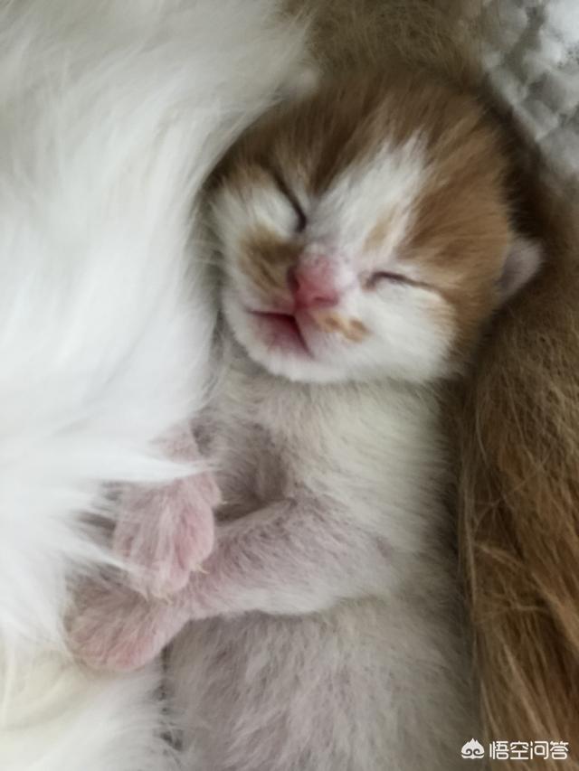 我们家猫咪快要生了，跟前跟后的一直望着我叫，给猫粮也不吃了。是什么原因？插图9