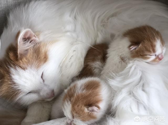 我们家猫咪快要生了，跟前跟后的一直望着我叫，给猫粮也不吃了。是什么原因？插图10