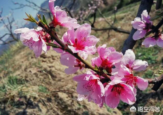 农村果园的果树都开花了,怎么分辨桃花、梨花、杏花、李花和樱花呢？