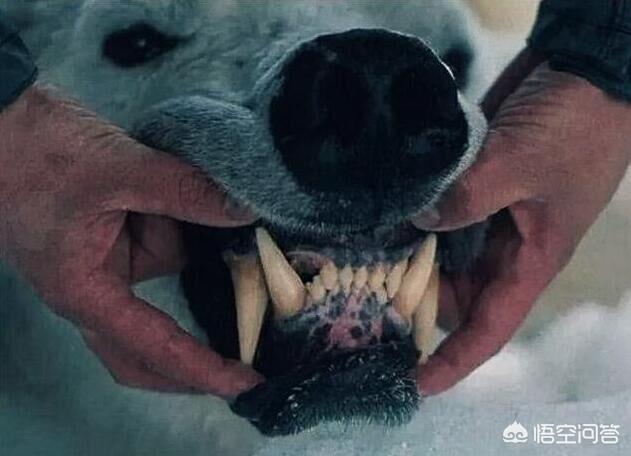 用臼齿造句:陆地上哪种动物的犬齿最强？