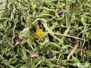 提摩西草怎么保存才鲜绿:蒲公英可以直接晒干泡茶吗，应该怎样做？