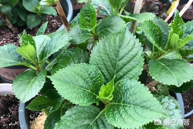 供应八仙花:八仙花花语 八仙花如何从红转蓝？有哪些实用的方法？