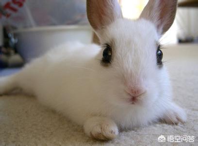 兔子眼睛有白色粘液，兔子眼睛分泌白色粘液，兔子眼睛成白色的粘液什么情况
