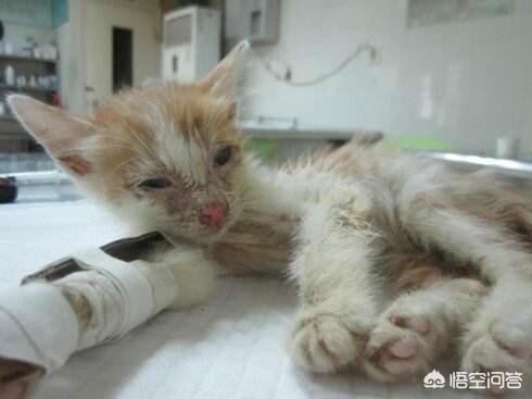 猫瘟试纸一条线不明显:买的猫有猫瘟传染给自家的猫怎么办？