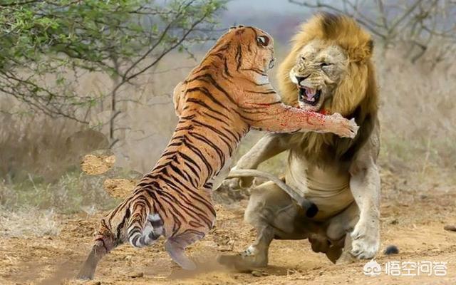狮子属于猫科还是犬科，老虎和狮子到底谁才是百兽之王谁是百兽当中的霸主