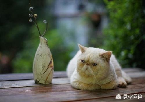 猫吃了猫薄荷饼干吐了:猫吃猫薄荷能吐毛球吗，猫咪吃猫薄荷能解决毛球吗？
