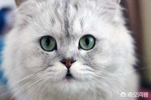 沈阳配金吉拉猫:金吉拉6个月还能爆毛吗？
