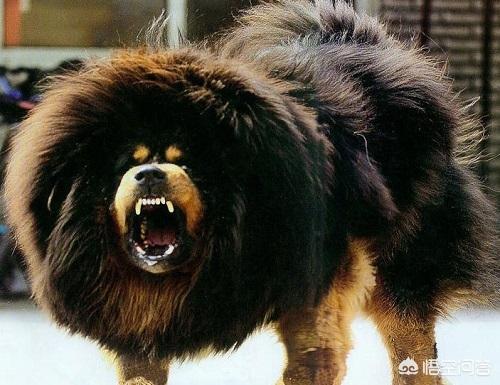 赤古藏獒的图片:藏獒前腿上关节疼肿怎么回事？