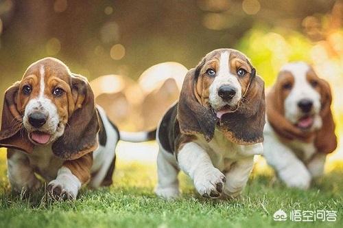 巴吉度犬图片大全:巴吉度犬夏天不吃东西怎么办？