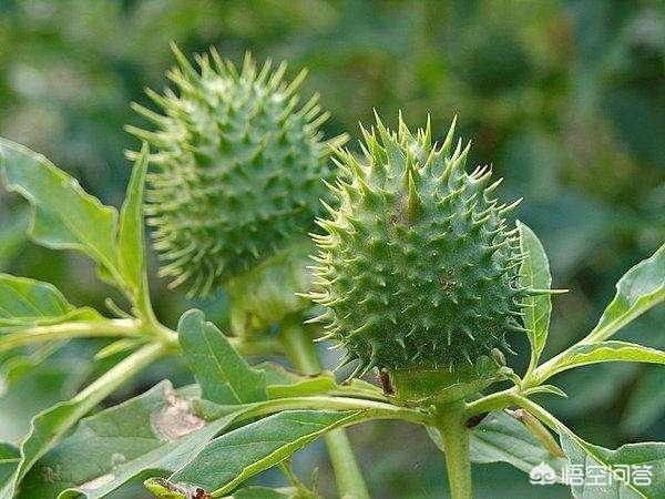 鸡母珠:你认为地球上最毒的植物是哪种