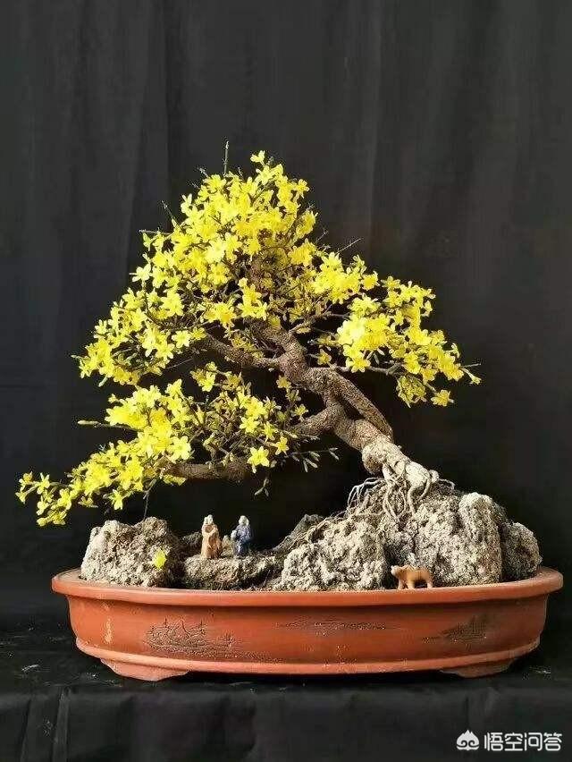 头条问答 - 迎春花老桩一般都是上边粗下边细,作提根盆看着重心不稳.