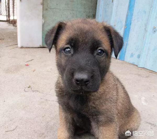 比利时马犬饲养:马犬适合家养吗？有什么建议？
