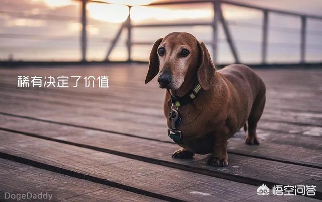 没有狗活不下去 漫画下载:如何有效解决狗狗“撒手没”的问题？