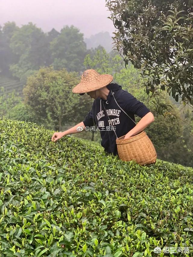 最强大脑王昱珩是哪一期:如何评价《最强大脑》的水哥王昱珩？