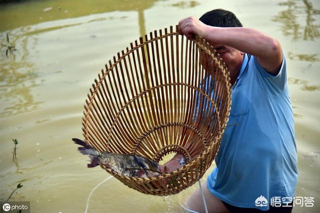 草鱼得诺卡氏菌病图片:造成草鱼肝胆病的原因有哪些？
