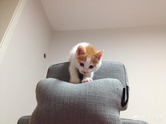 头条问答 想养只猫或者购买猫 该怎么办 田园猫花生的回答 0赞