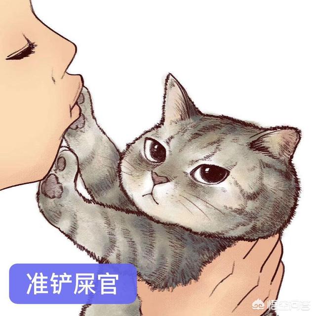 猫咪产后缺乳怎么办:猫咪生小猫后没奶，该怎么办？