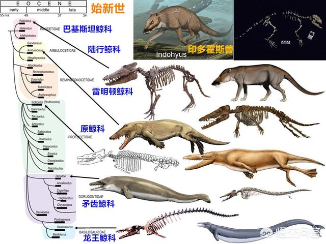 矛齿鲸骨架:四足鲸鱼大约生活在多少年前？