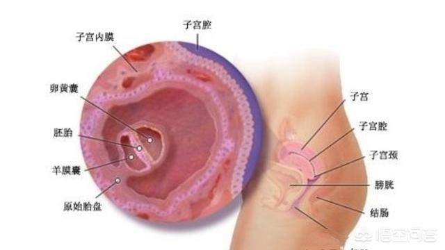女生，你过了多久才知道怀孕的有哪些经历