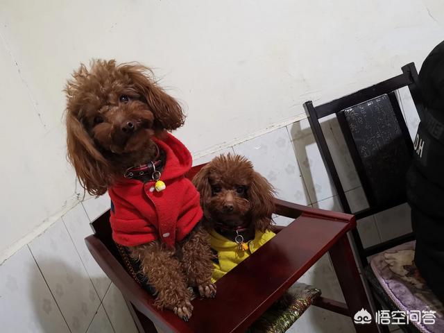女人爱狗狗qq群照片:越来越多城市单身大龄女性喜欢养狗，这是为什么呢？