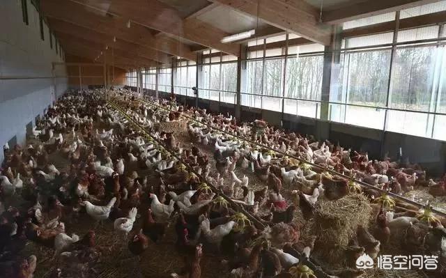 红腹锦鸡养殖前景愁卖:在海南纯散养养殖了五万多只土鸡，销售不好该怎么办？