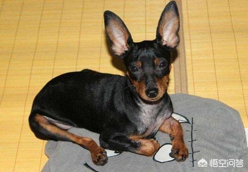 萨摩耶母狗来月经怎么办:小鹿犬例假期间洗澡好吗？