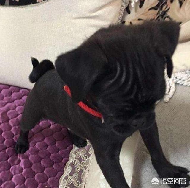 4个月的巴哥犬好养吗:为什么黑色巴哥犬少人养？