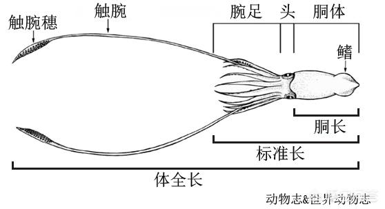 江苏盐城抹香鲸的图片:看到有些小说里说大王乌贼有能力杀死抹香鲸，请问是真的吗？